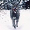 leden 1999 - brdský  vlk, proběhne se s Vámi