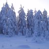 zasněžené stromy