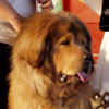 Mimayin Strážce z Tibetu - Exc 1, CAC, Skar The Best Dog, BOB, BIS