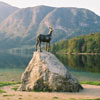 kamzík u Bohinjského jezera